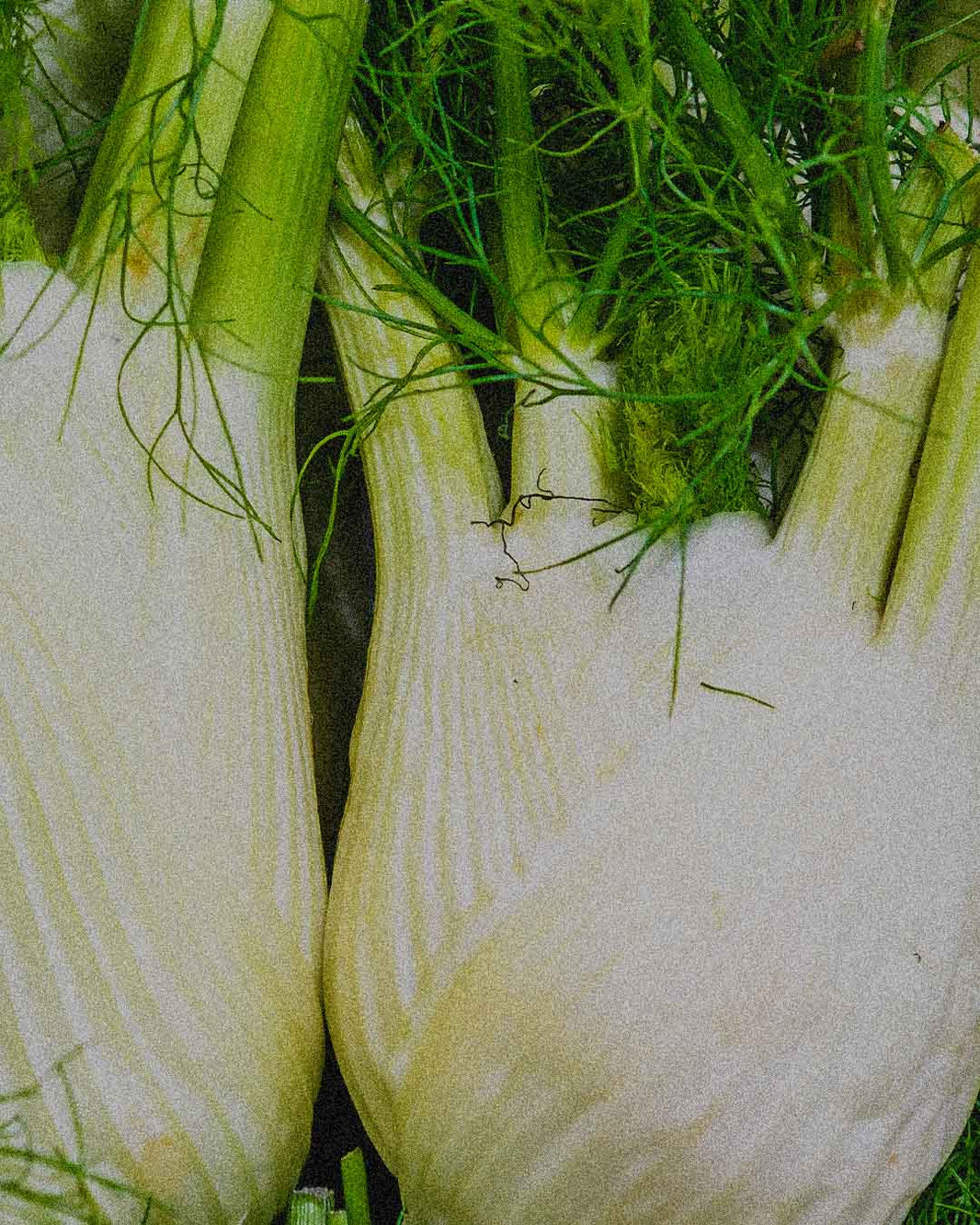 SUPERFOOD :  NOTRE TOP 5